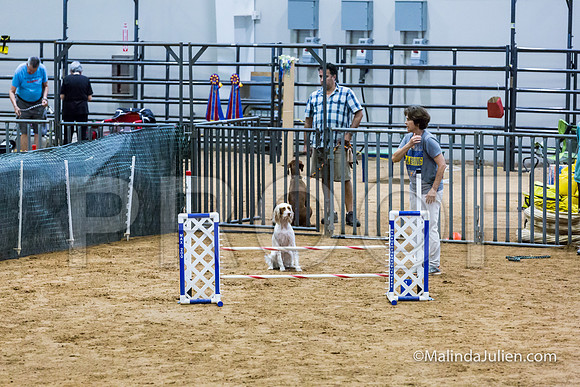 Agility STD Sun 18 English Setter-JJJ_5435-HR3