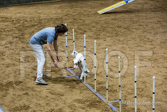 Agility STD Sun 18 English Setter-JJJ_5449-HR3