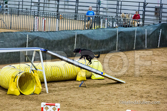 Agility STD Sun 20 All American Dog Heart-JJJ_7843-HR3