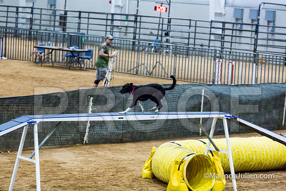 Agility STD Sun 20 All American Dog Heart-JJJ_7844-HR3