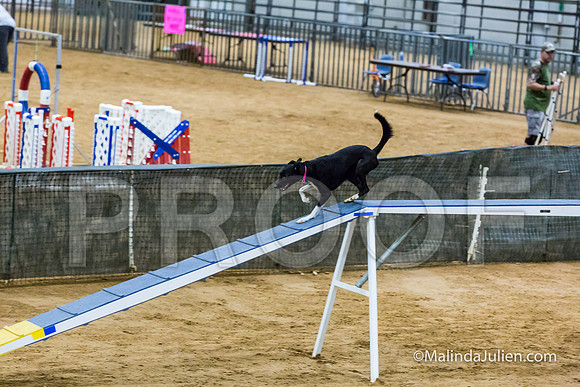 Agility STD Sun 20 All American Dog Heart-JJJ_7845-HR3