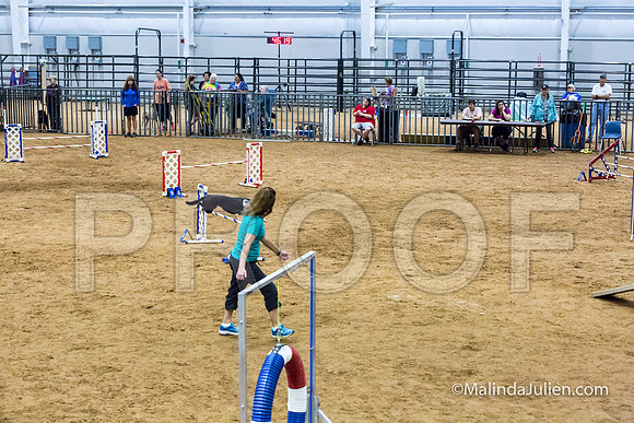 Agility STD Sun 20 All American Dog Heart-JJJ_7855-HR3