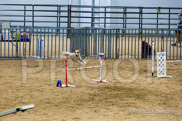 Agility STD Sun 20 Australian Cattle Dog-JJJ_7894-HR3