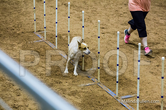 Agility STD Sun 20 Australian Cattle Dog-JJJ_7906-HR3