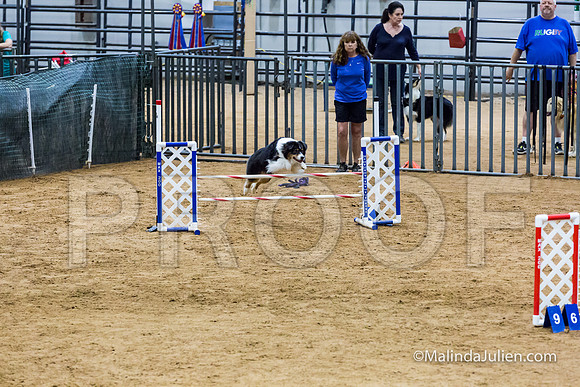 Agility STD Sun 20 Australian Shepherd-JJJ_7202-HR3