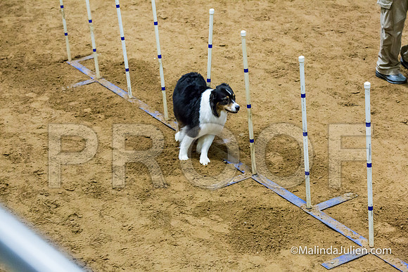 Agility STD Sun 20 Australian Shepherd-JJJ_7221-HR3