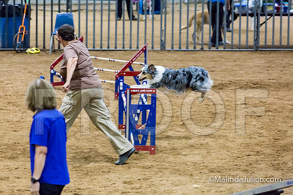 Agility STD Sun 20 Australian Shepherd Creek-JJJ_7775-HR3