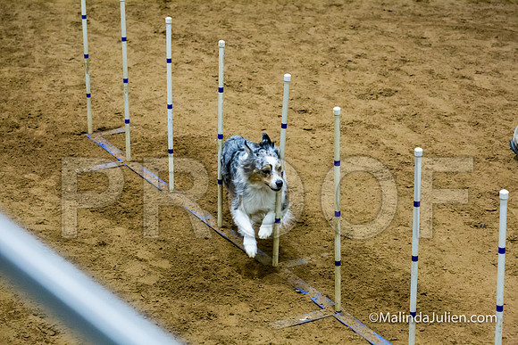 Agility STD Sun 20 Australian Shepherd Creek-JJJ_7783-HR3