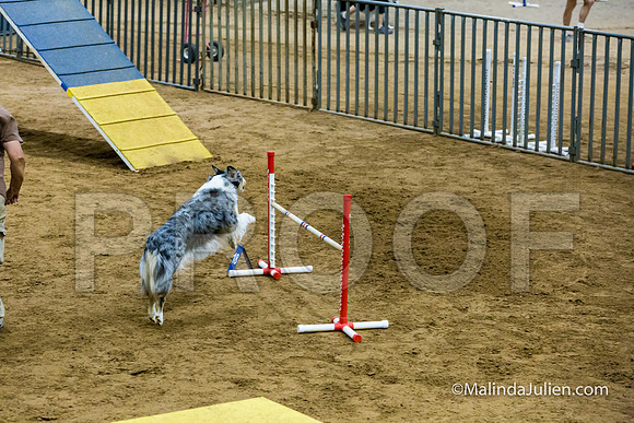 Agility STD Sun 20 Australian Shepherd Creek-JJJ_7794-HR3