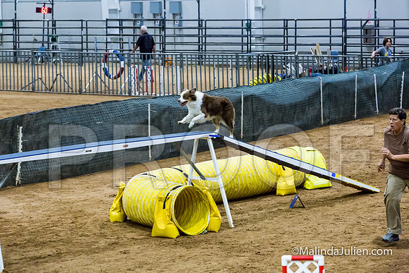 Agility STD Sun 20 Australian Shepherd Reneke-JJJ_7615-HR3