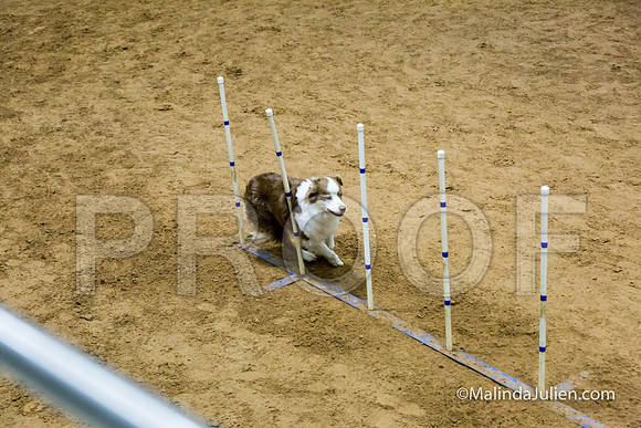Agility STD Sun 20 Australian Shepherd Reneke-JJJ_7619-HR3
