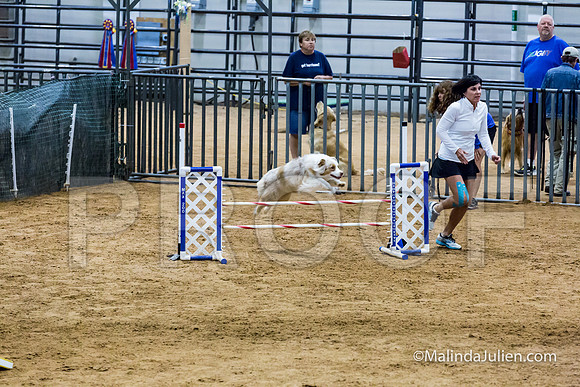 Agility STD Sun 20 Australian Shepherd River-JJJ_7639-HR3