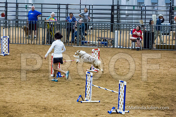 Agility STD Sun 20 Australian Shepherd River-JJJ_7644-HR3