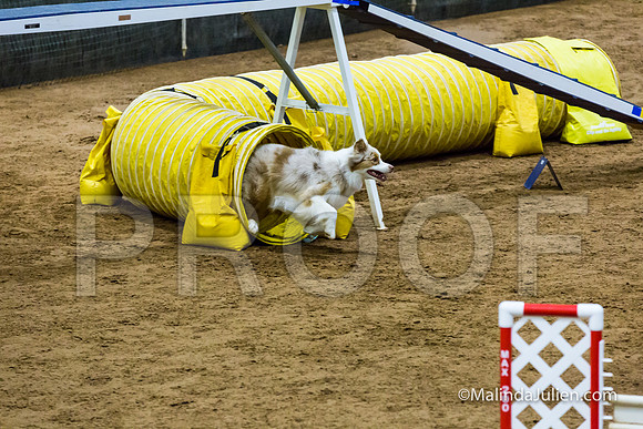 Agility STD Sun 20 Australian Shepherd River-JJJ_7645-HR3