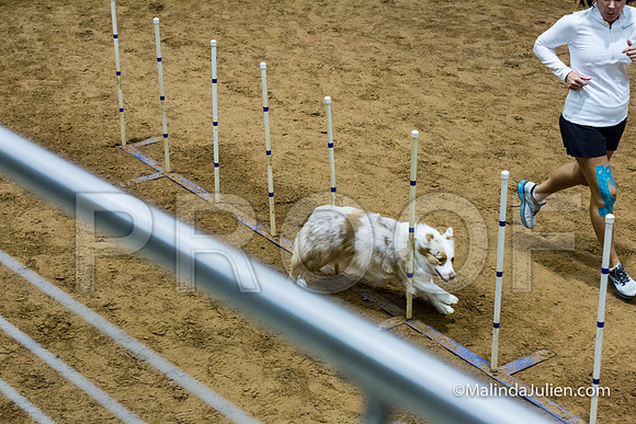 Agility STD Sun 20 Australian Shepherd River-JJJ_7655-HR3
