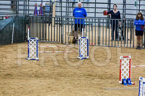 Agility STD Sun 20 Belgian Malinois-JJJ_7238-HR3