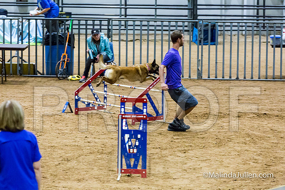 Agility STD Sun 20 Belgian Malinois-JJJ_7241-HR3