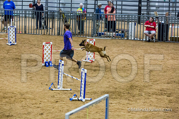 Agility STD Sun 20 Belgian Malinois-JJJ_7245-HR3