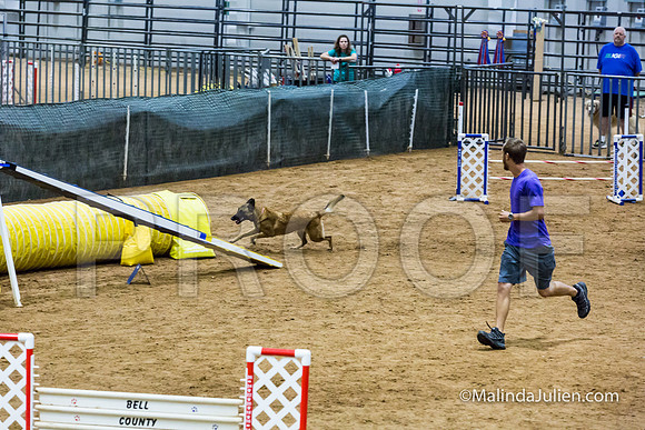 Agility STD Sun 20 Belgian Malinois-JJJ_7250-HR3