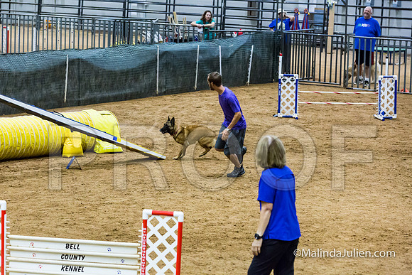Agility STD Sun 20 Belgian Malinois-JJJ_7252-HR3