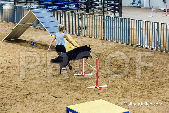 Agility STD Sun 20 Belgian Sheepdog-JJJ_5698-HR3