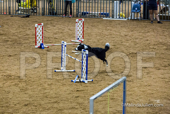 Agility STD Sun 20 Border Collie-JJJ_5550-HR3