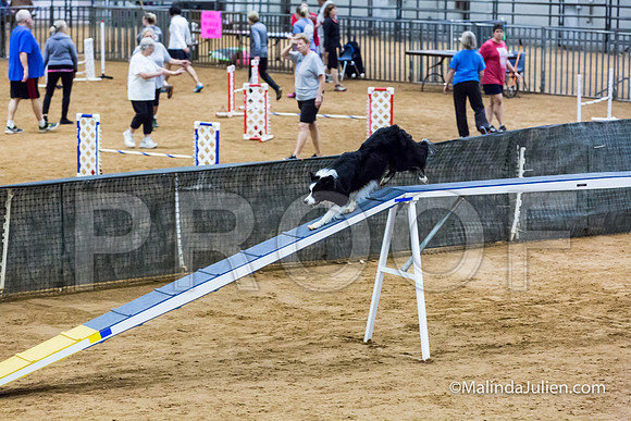 Agility STD Sun 20 Border Collie-JJJ_5557-HR3