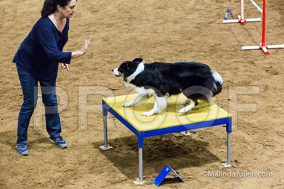 Agility STD Sun 20 Border Collie 2-JJJ_7331-HR3