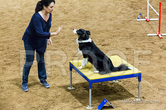 Agility STD Sun 20 Border Collie 2-JJJ_7333-HR3