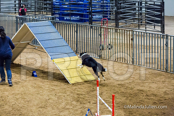Agility STD Sun 20 Border Collie 2-JJJ_7342-HR3