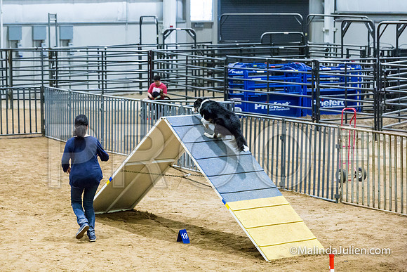 Agility STD Sun 20 Border Collie 2-JJJ_7344-HR3
