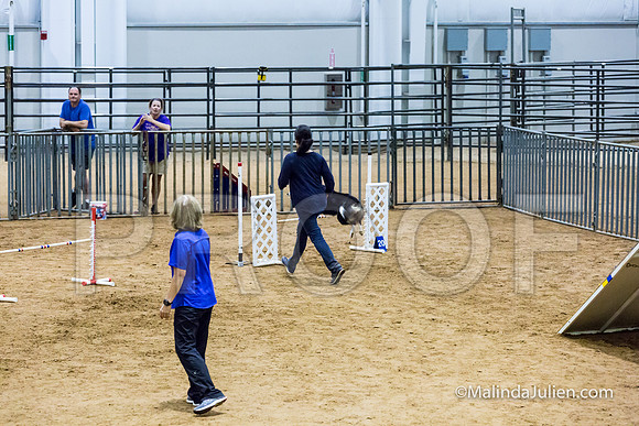 Agility STD Sun 20 Border Collie 2-JJJ_7345-HR3