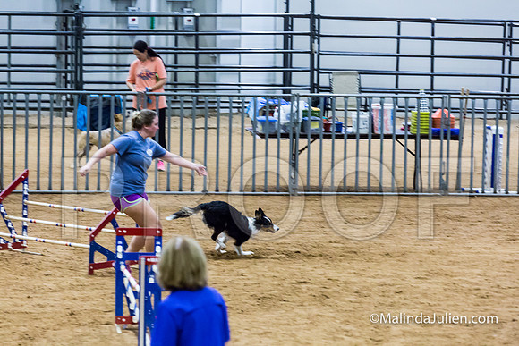 Agility STD Sun 20 Border Collie Flare-JJJ_7534-HR3