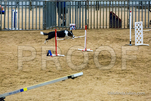 Agility STD Sun 20 Border Collie Flare-JJJ_7535-HR3