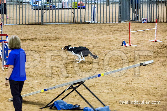 Agility STD Sun 20 Border Collie Flare-JJJ_7537-HR3