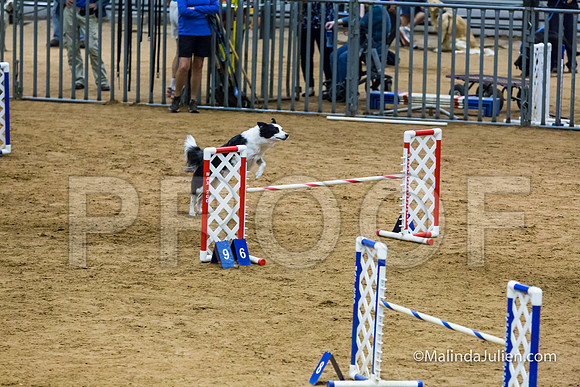 Agility STD Sun 20 Border Collie Riker-JJJ_7737-HR3