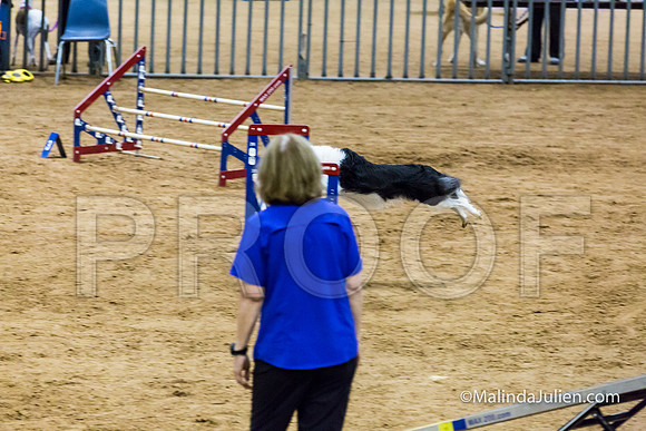 Agility STD Sun 20 Border Collie Riker-JJJ_7741-HR3
