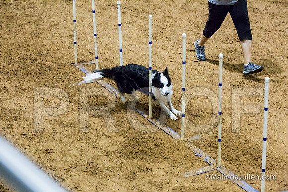 Agility STD Sun 20 Border Collie Riker-JJJ_7753-HR3