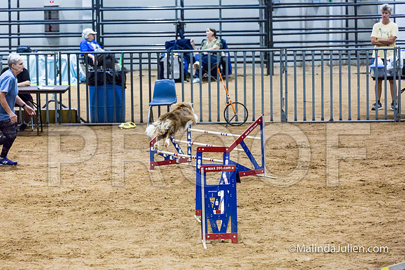 Agility STD Sun 20 Border Collie-2-JJJ_5633-HR3