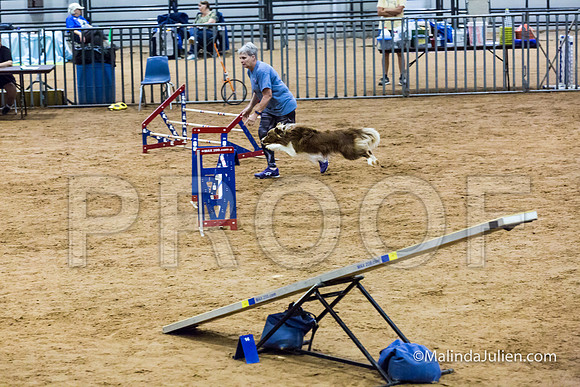 Agility STD Sun 20 Border Collie-2-JJJ_5635-HR3