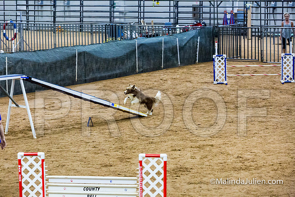 Agility STD Sun 20 Border Collie-2-JJJ_5637-HR3