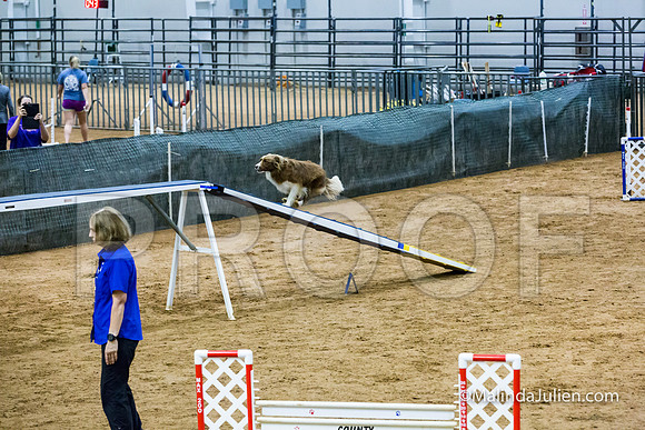 Agility STD Sun 20 Border Collie-2-JJJ_5638-HR3