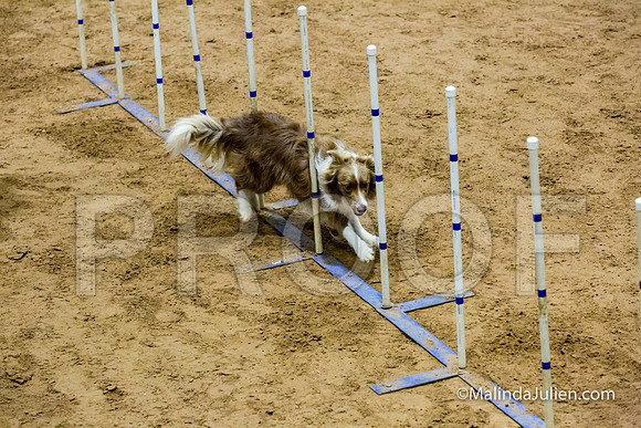 Agility STD Sun 20 Border Collie-2-JJJ_5649-HR3