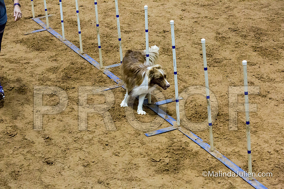 Agility STD Sun 20 Border Collie-2-JJJ_5651-HR3