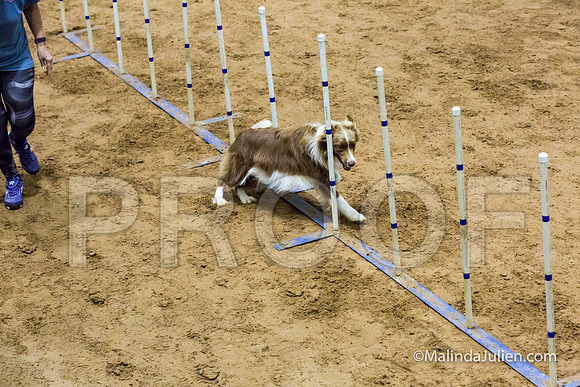 Agility STD Sun 20 Border Collie-2-JJJ_5652-HR3