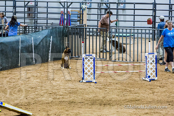 Agility STD Sun 20 Boxer Leia-JJJ_7569-HR3