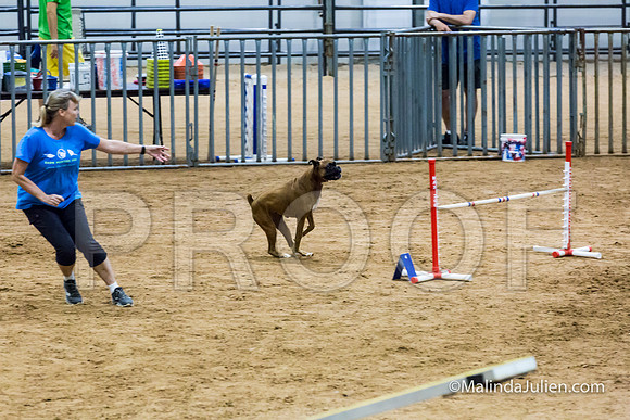 Agility STD Sun 20 Boxer Leia-JJJ_7571-HR3