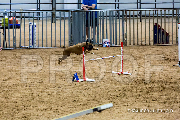 Agility STD Sun 20 Boxer Leia-JJJ_7572-HR3