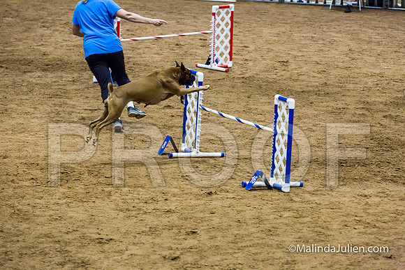 Agility STD Sun 20 Boxer Leia-JJJ_7579-HR3
