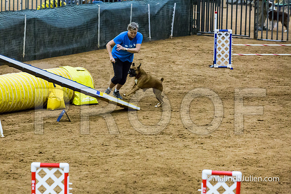 Agility STD Sun 20 Boxer Leia-JJJ_7582-HR3